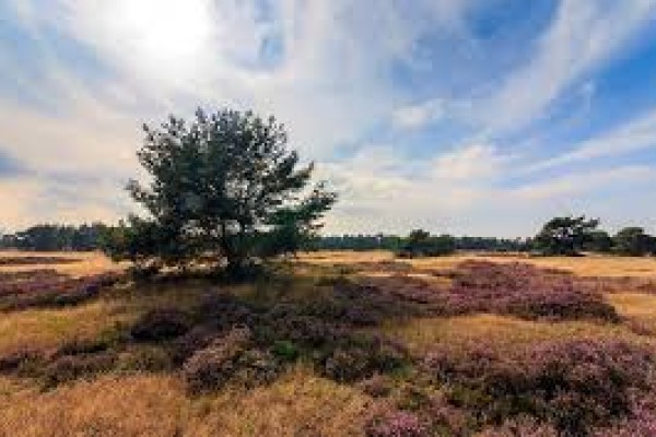 Donderdag 21 juni: Zomerevent Vaksectie NatuurCoaching
