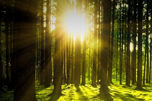 Vaksectie Natuurcoaching viert lustrumjaar