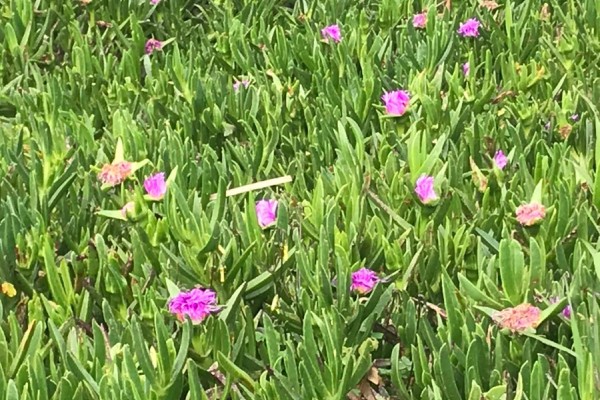 Lustrumevent Vaksectie Natuurcoaching op 9 oktober