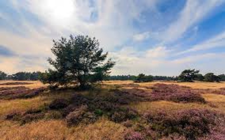 Donderdag 21 juni: Zomerevent Vaksectie NatuurCoaching